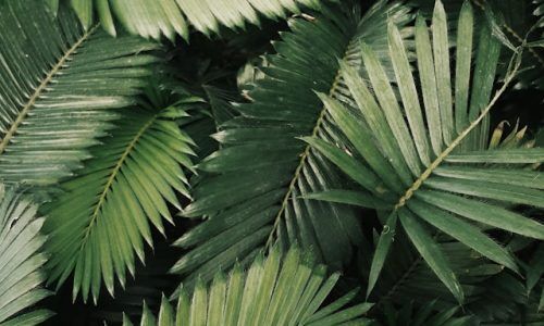 vickholius-nugroho-jt6QxZwSOCQ-unsplash