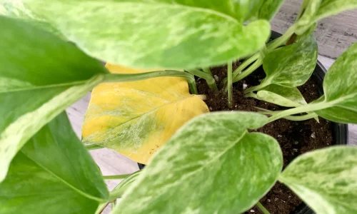 yellowleaf2_1024x1024