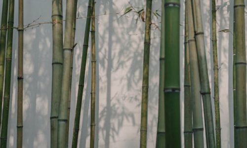 zhouxing-lu-6YgNZJxJ73Q-unsplash