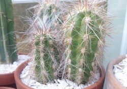 103511928_130028632040410_1799490702942634795_n (1)