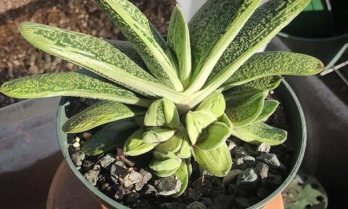 104571559_750534372413832_8459129668702077348_n (1)