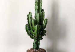 105187796_176478327166254_7008395733601674402_n (1)