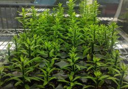 109567073_651226652155145_5595542766573511492_n (1)