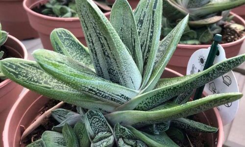 110334072_325411575510586_5032333779313066492_n (1)