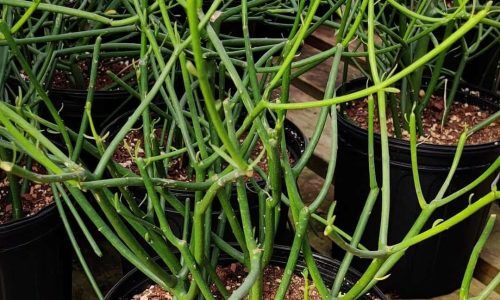 118083106_166530681748367_7031259106259022816_n (1)