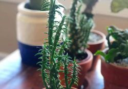 118159793_3210004265787155_6545595201726090920_n (1)