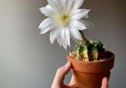 119577181_1056421874817154_9014290234073605482_n (1)