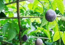 120842397_374229783942783_2264566902895811256_n (1)