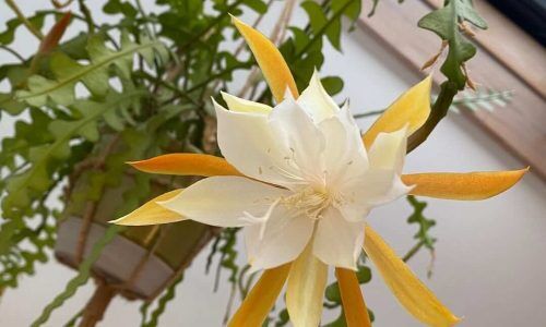 121009647_1062962467485162_576457206053804440_n (1)