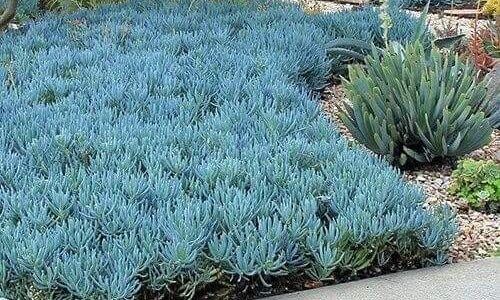 124197126_397078501477912_4402858155625706824_n (1)