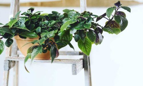 126954255_391087358983716_8504078040010667546_n (1)