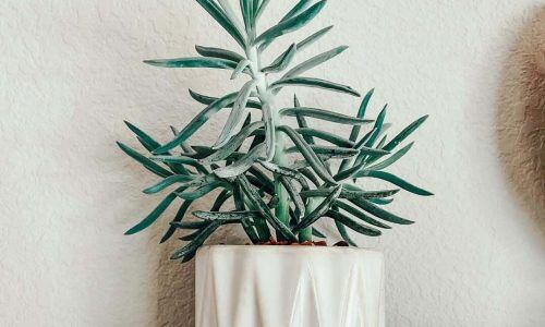 135746479_232440258397999_1565963683793955249_n (1)