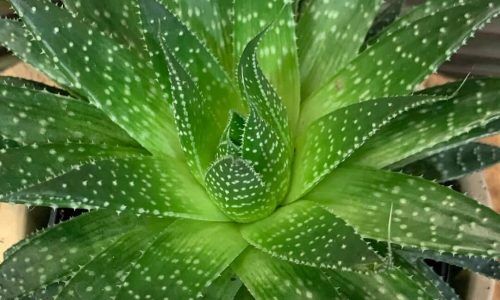 138919126_321473762480508_1949756725131247044_n (1)