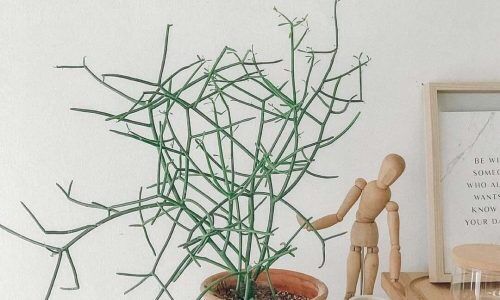 151046569_240890707586413_3813074610108964976_n (1)