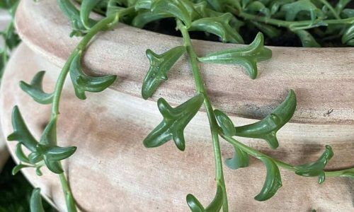 182500669_491463748665558_2865117715977621999_n (1)