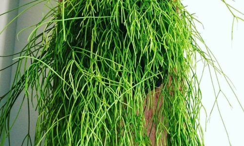 19379331_816841528469842_1741158739408322560_n (1)