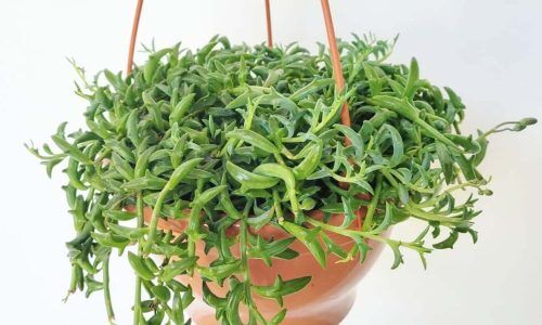 195688872_212232504074246_8594966983922581024_n (1)