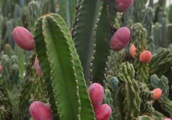 22430106_1188101868000527_6545469376726827008_n (1)