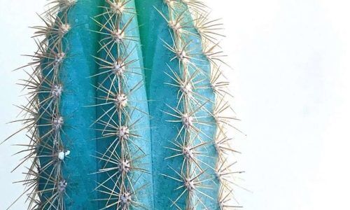 241183056_2684817668491758_5162715483945974963_n (1)