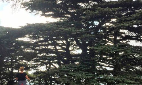 26868380_895367010636368_8174127907447242752_n (1)