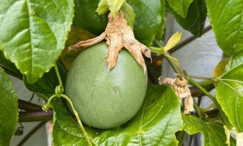 275693518_1397355990782842_6536777822718044861_n (1)