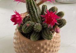 281844208_682115866356268_7980390997284621168_n (1)