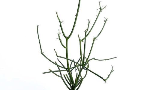 295973199_123198860436783_8235377432783436664_n (1)