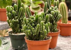 298272312_435396378539810_253421396210206461_n (1)