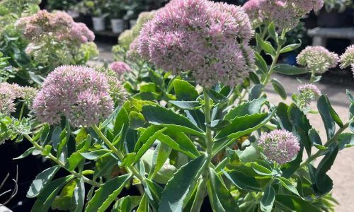 305915107_634872394911323_7868874752957162047_n (1)