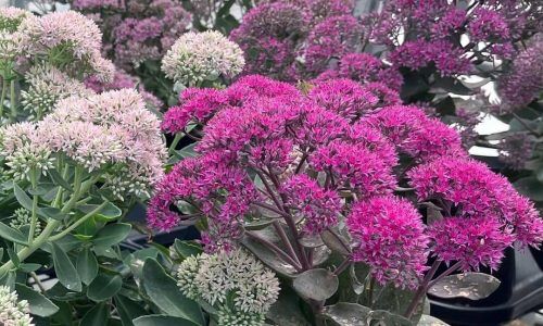 306365604_767973487826526_3399145177983293994_n (1)