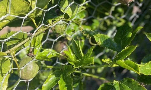 308466950_129130946542575_1828413943480051828_n (1)