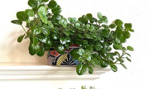 312327964_863294535042031_6367013690669469732_n (1)