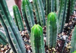 318801427_521334390015334_1317014081929765246_n (1)