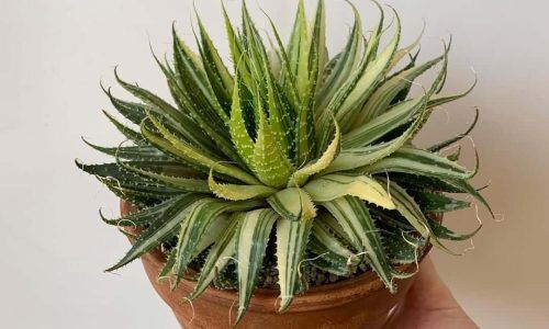 407199354_914740843574309_4599697245407527825_n (1)