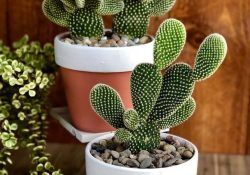 42002997_517908698682316_426022413563600471_n (1)