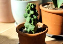 42850257_255381281811430_9001397897724522160_n (1)