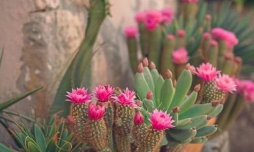 449690301_998156238251016_3988951729505024358_n (1)