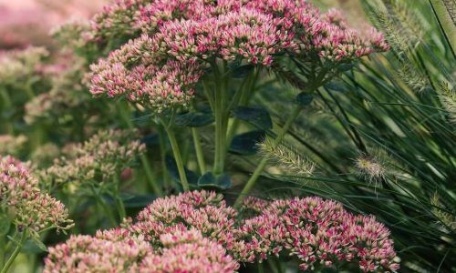 459188412_894390959392538_3988295066297668028_n (1)