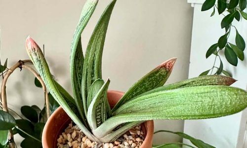 460683275_3466652576968421_3152746307023320413_n (1)