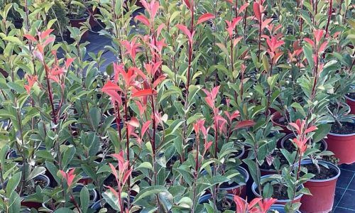 461090409_1097113198512954_394523763166433284_n (1)