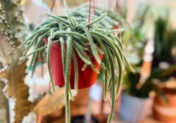 461300465_18015699797547702_3433473200624817756_n (1)