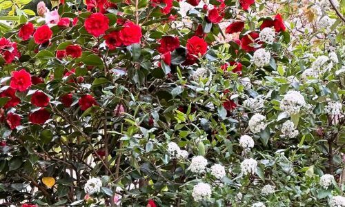 462668963_18461358526041331_1374221158944174070_n (1)