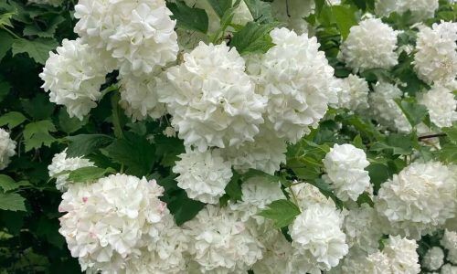 464988177_871526398436767_8695508509482218621_n (1)