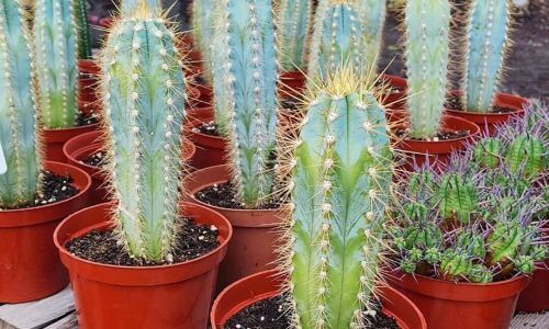 465762241_1453908698608973_5641478442709466723_n