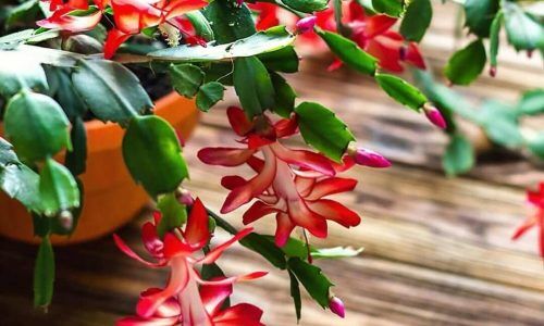 467836816_18470620402053307_8775753533092199948_n (1)