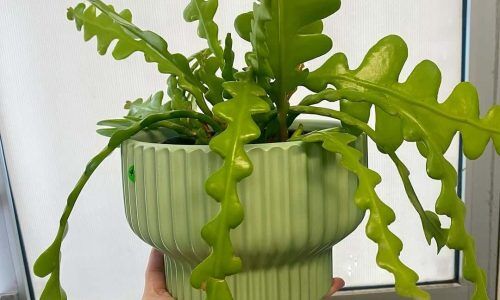 469309398_18276019888223762_7983701569058969754_n (1)