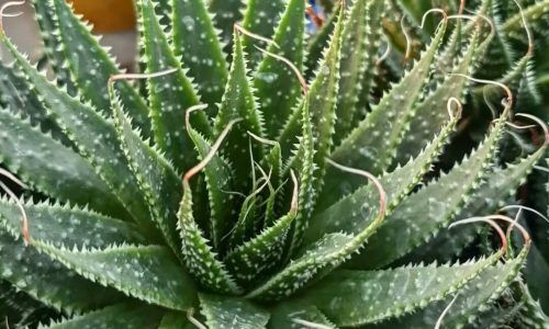 470362511_1099133511752412_6407061763793954660_n