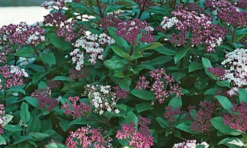 471573969_920067830235923_3153806578098930928_n (1)