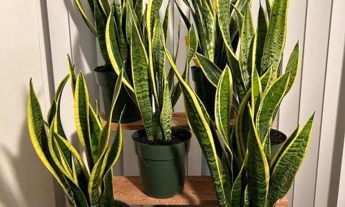 475069608_17879586750235658_1271752227364166543_n (1)