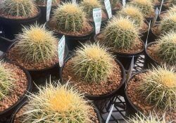 475309051_602943639159691_4783823130211136377_n (1)